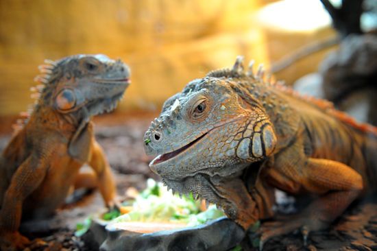 家有小孩不要养蜥蜴做宠物