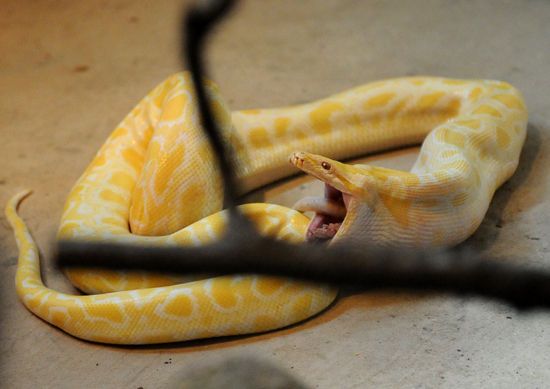 家有小孩不要养蛇做宠物