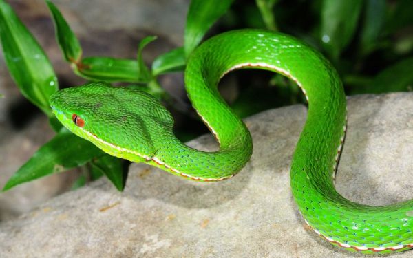 竹叶青蛇有什么用?漂亮的竹叶青蛇有哪些价值?