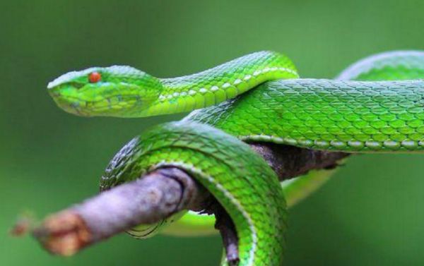 竹叶青蛇有什么用?漂亮的竹叶青蛇有哪些价值?