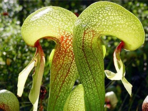 蛇年好奇问!“蛇”也能开花结果吗?其实是……