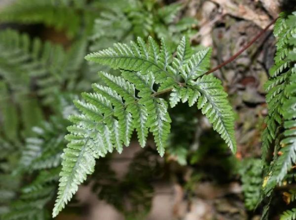 蛇年好奇问!“蛇”也能开花结果吗?其实是……
