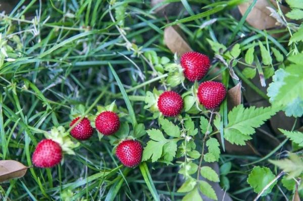 蛇年好奇问!“蛇”也能开花结果吗?其实是……
