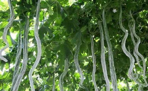 蛇年好奇问!“蛇”也能开花结果吗?其实是……