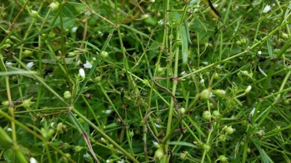 蛇年好奇问!“蛇”也能开花结果吗?其实是……