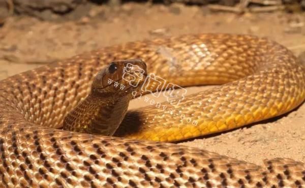 我国的这种蛇身价曾被炒到百万？全球还有哪些珍贵蛇类