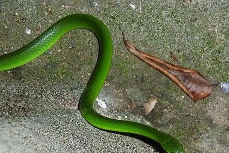 翠青蛇有毒吗 翠青蛇是一种比较常见的无毒蛇