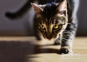 宠物猫品种怎么挑选