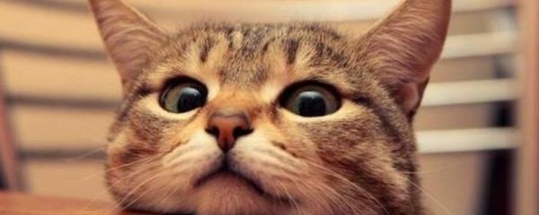 分辨猫咪性格的方法,可根据脸型做出判断