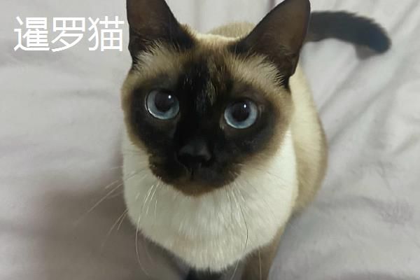 分辨猫咪性格的方法,可根据脸型做出判断