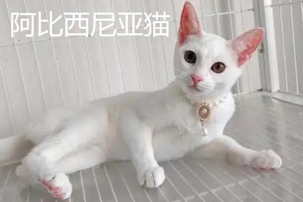 分辨猫咪性格的方法,可根据脸型做出判断