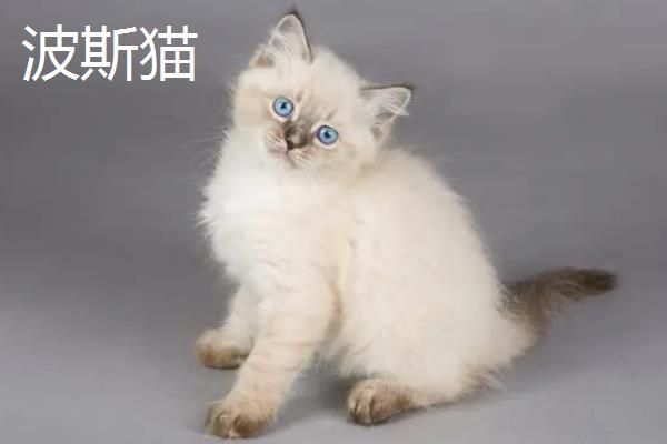 分辨猫咪性格的方法,可根据脸型做出判断