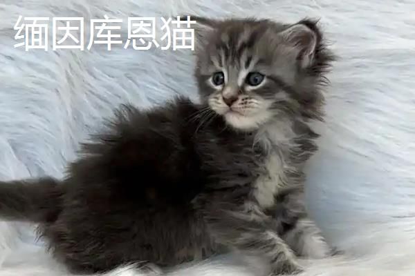 分辨猫咪性格的方法,可根据脸型做出判断