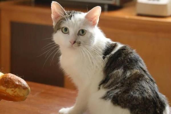 分辨猫咪性格的方法,可根据脸型做出判断