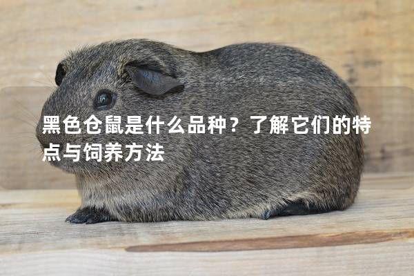 黑色仓鼠是什么品种？了解它们的特点与饲养方法