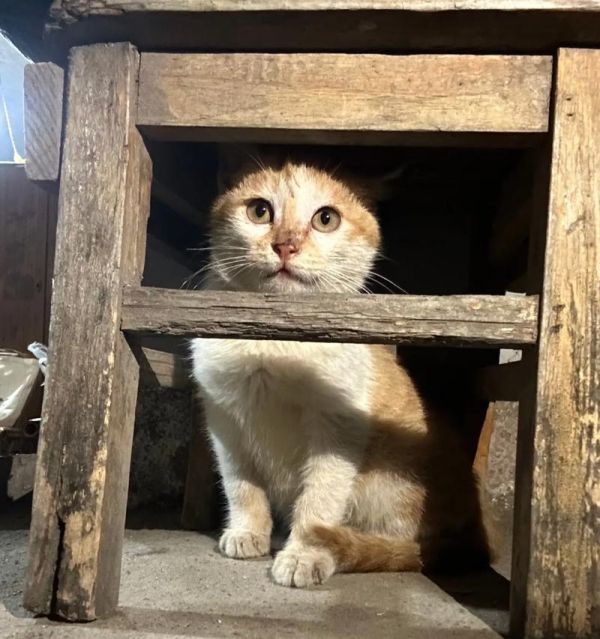 黄白猫品种解析（探秘黄白猫的起源、特征与饲养技巧）