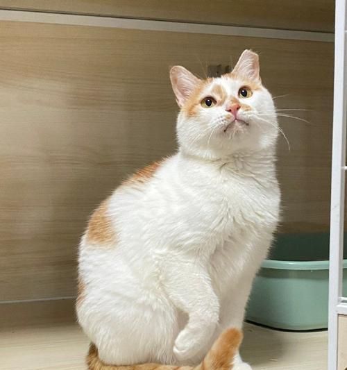 黄白猫品种解析（探秘黄白猫的起源、特征与饲养技巧）