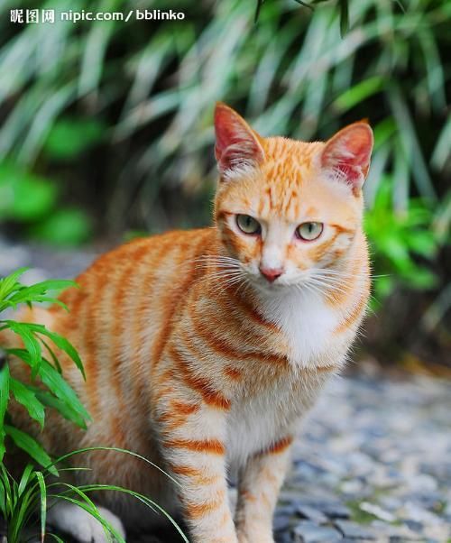 黄白猫品种解析（探秘黄白猫的起源、特征与饲养技巧）