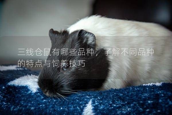 三线仓鼠有哪些品种，了解不同品种的特点与饲养技巧