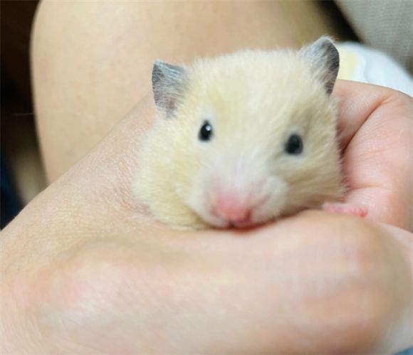 小仓鼠的特点解析