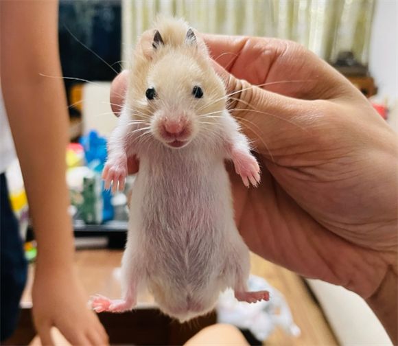 小仓鼠的特点解析