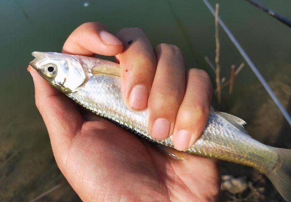 白条鱼喜欢吃什么饵料