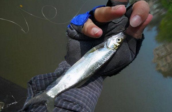 白条鱼喜欢吃什么饵料