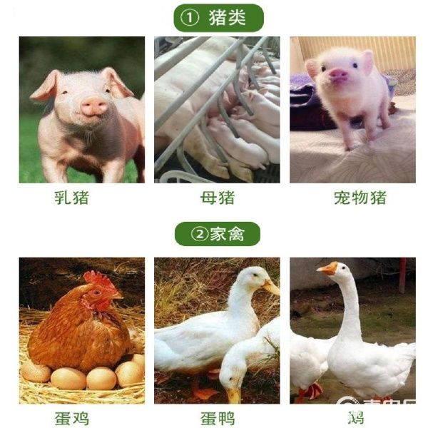 秘鲁鱼粉高蛋白鱼骨粉养殖狐狸貂仓鼠鸟饲料宠物猫狗粮添加剂