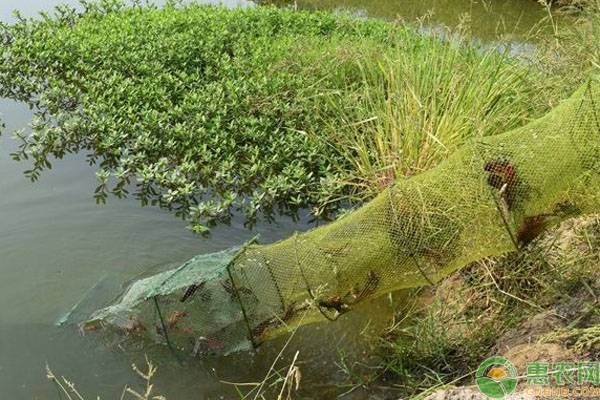 饵料鱼快速养殖方法-图片版权归惠农网所有