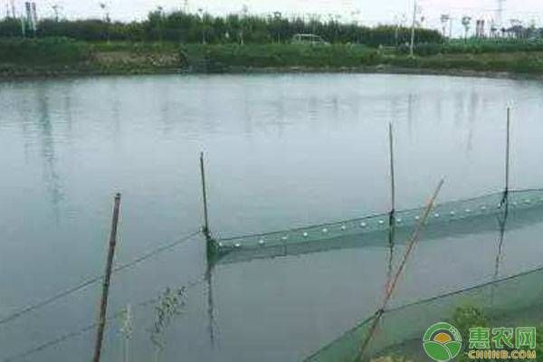 饵料鱼快速养殖方法-图片版权归惠农网所有
