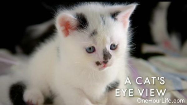 BBC纪录片《猫咪观察 Cat Watch 2014》