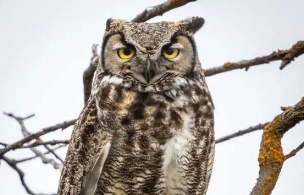 看过来！猫头鹰是否可以当宠物养？