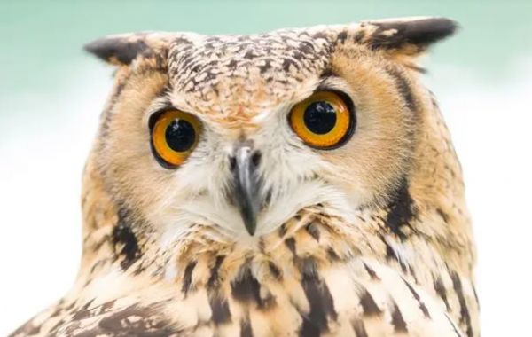 看过来！猫头鹰是否可以当宠物养？
