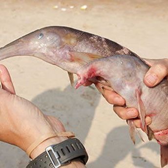 象鼻鱼繁殖期间的饵料选择（象鼻鱼在繁殖期间的饵料选择需要注意） 未命名 第2张