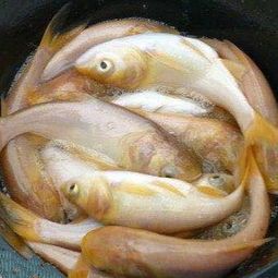 鲈鱼苗宜喂活饵，适量投喂。