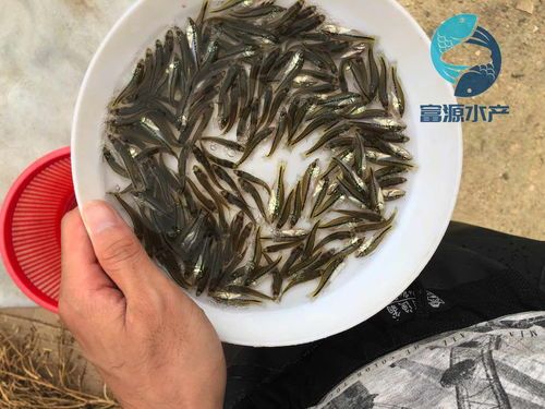 鲈鱼苗宜喂活饵，适量投喂。