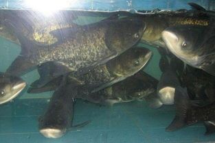 慈鲷鱼苗宜喂活饵，科学喂养更健康。