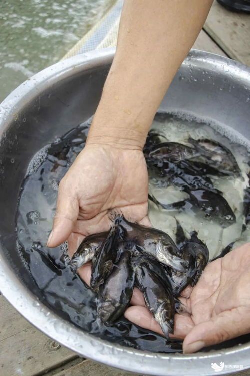 慈鲷鱼苗宜喂活饵，科学喂养更健康。