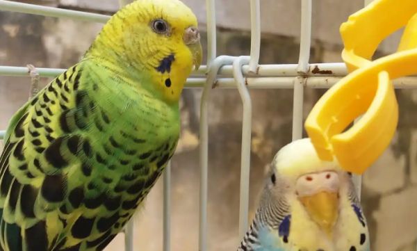 虎皮鹦鹉有多少个品种