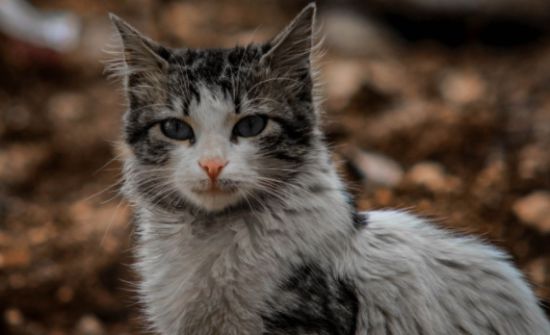 怎样给猫咪拍出好看的照片?