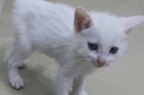 猫呼吸困难要死了的抢救方法