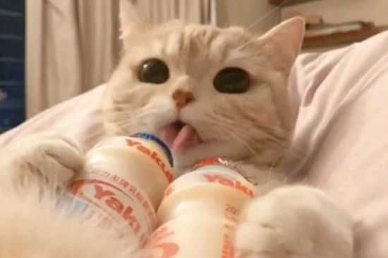 猫呼吸困难要死了的抢救方法