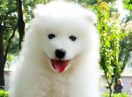 萨摩耶幼犬狗粮喂食的注意事项