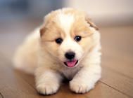 断奶后的幼犬应该喂多少口粮？