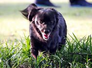 幼犬粮中的蛋白质有什么功能？