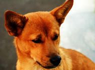 幼犬粮不要经常更换