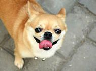 幼犬粮中的果寡糖和甘寡糖有什么作用？