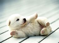 小狗营养膏的三种喂食方法