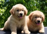 幼犬奶糕和幼犬粮的区别