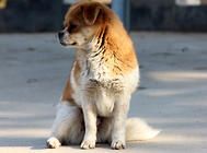 幼犬粮中应含有的营养成分有哪些？